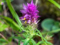 Zierliche Acker-Wachtelweizen Blüte